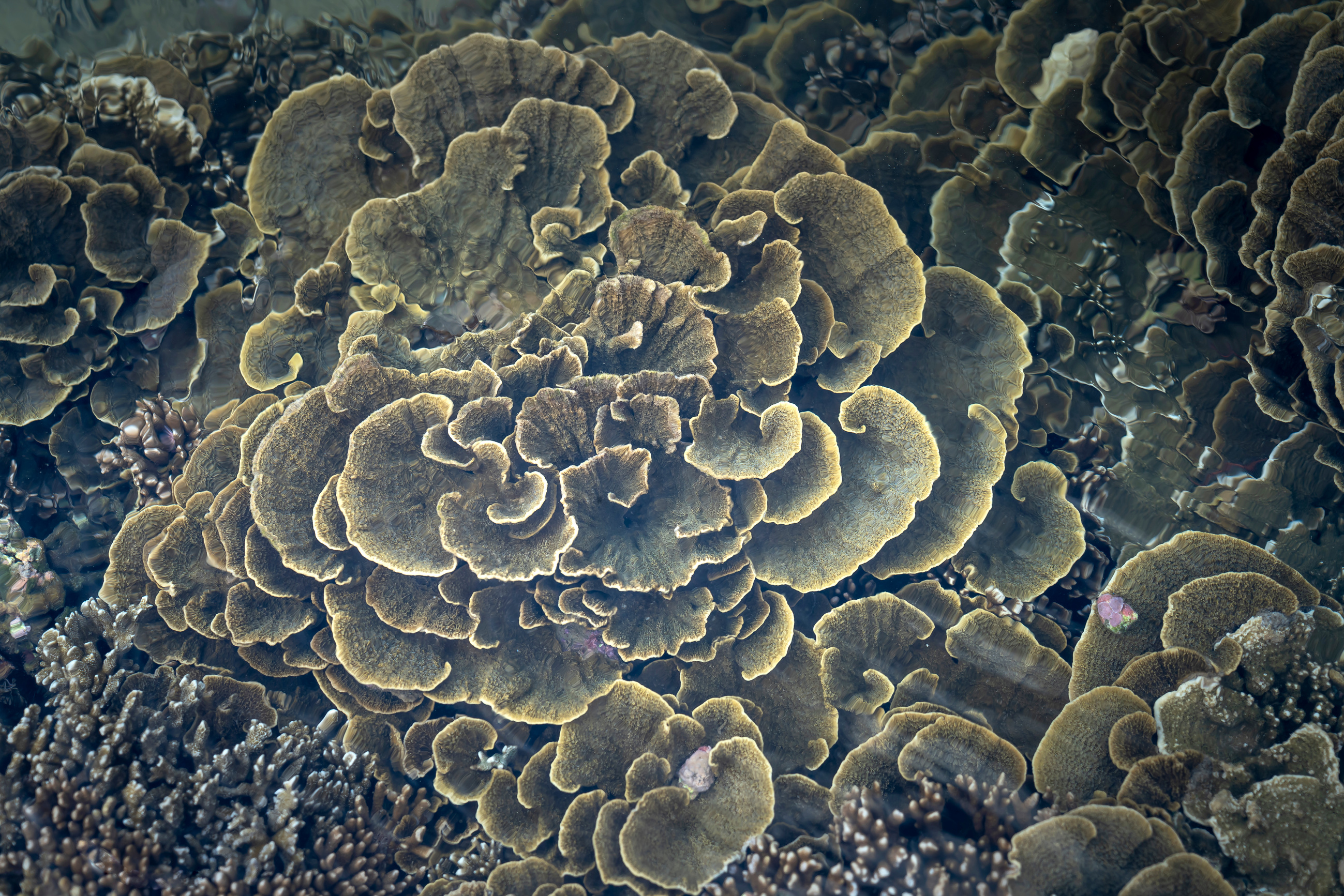 Close-up underwater soft coral on the tropical coral reef at Hon Yen National Park in Phu Yen province, Vietnam